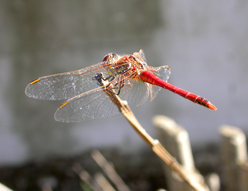 Identificazione: -Sympetrum fonscolombii
